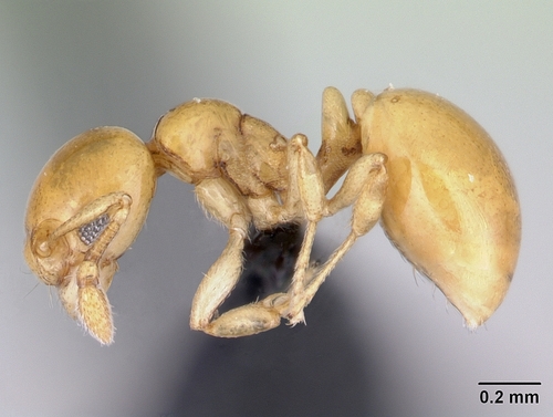 异胸蚁属Diaphoromyrma