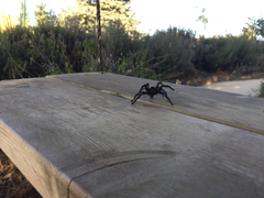 Chaetopelma olivaceum