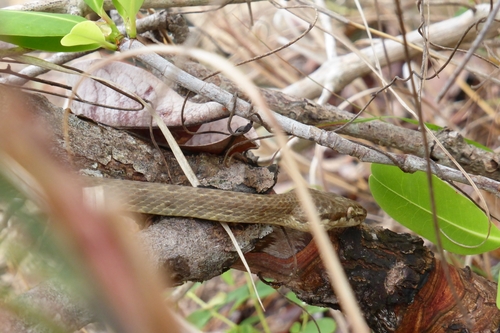 Photo of a Spotted Tree Snake (maculatus) (Lycodryas maculatus)