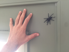 Chaetopelma olivaceum