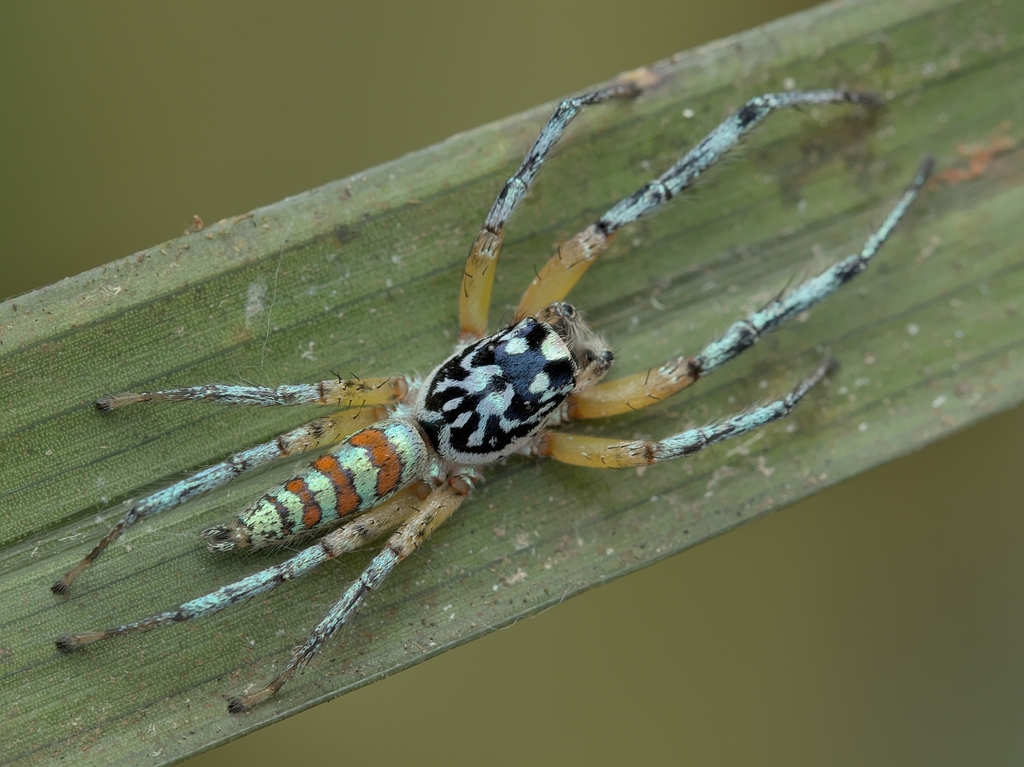Psecas zonatus