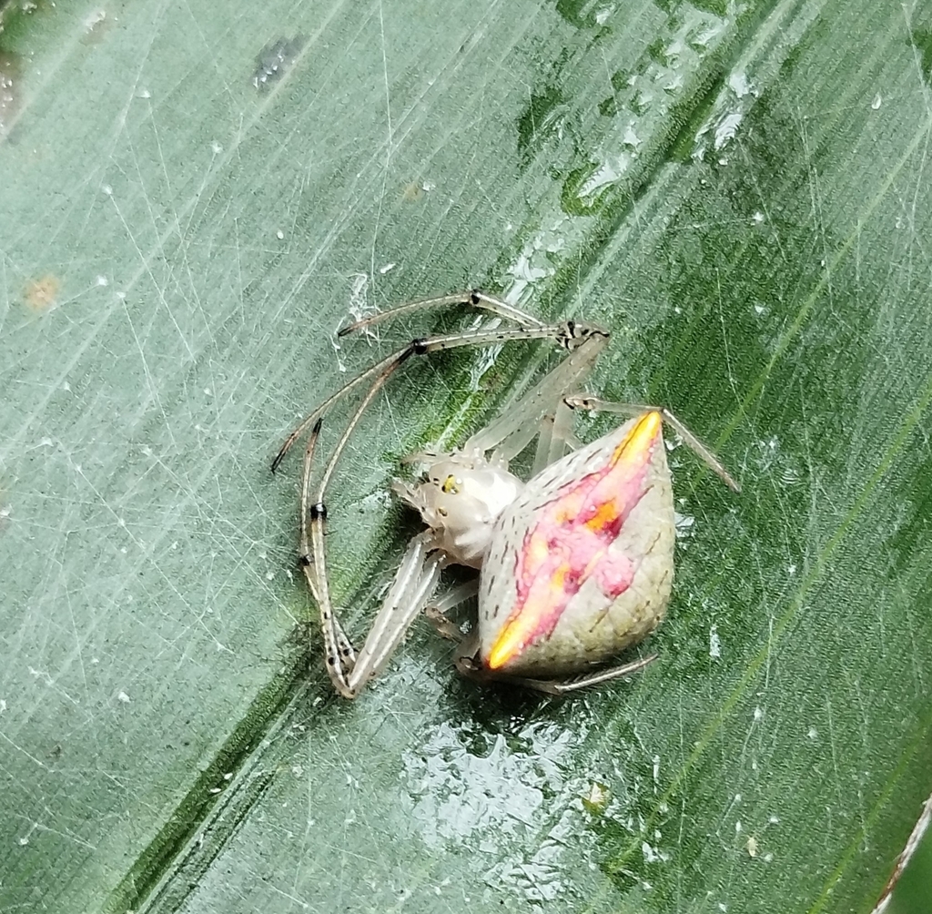Epeiroides bahiensis