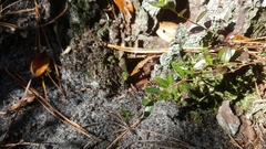 Vaccinium crassifolium