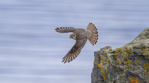 Esmerejón (Falco columbarius)