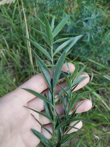 Dyer's Greenweed