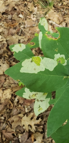 Leucanthiza dircella photo 2