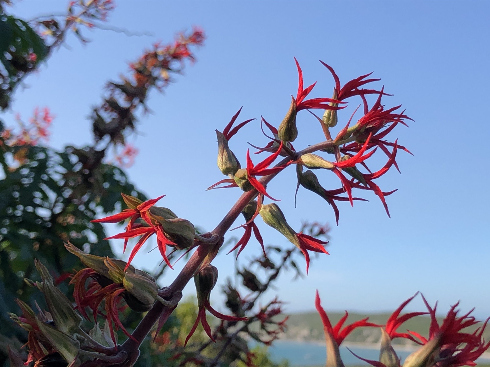 Strandveld Honeyflower (Melianthus elongatus)