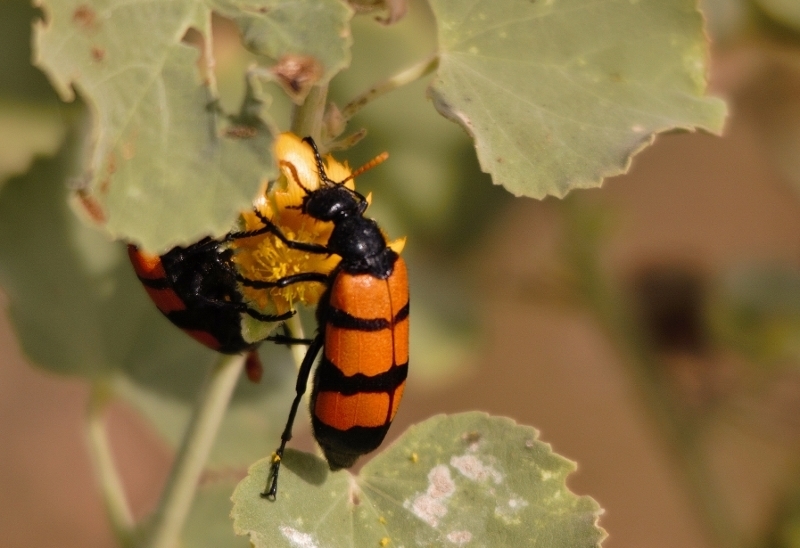Hycleus trifasciatus