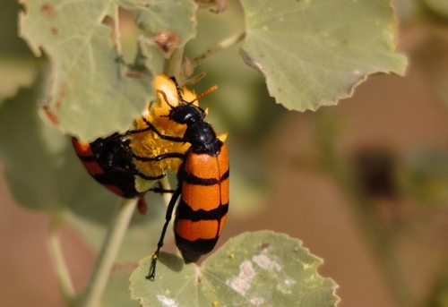 Hycleus trifasciatus · iNaturalist