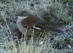 Cinclodes atacamensis