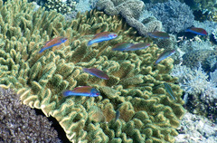 Cirrhilabrus solorensis