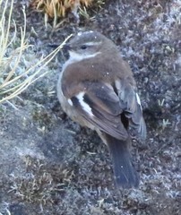 Cinclodes atacamensis