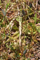 Agrostis blasdalei