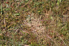 Agrostis blasdalei