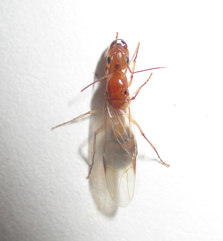 Camponotus nasutus