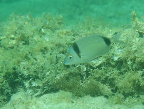Diplodus vulgaris