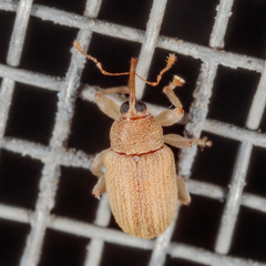 Lignyodes helvolus
