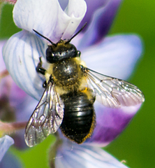 Megachile gemula