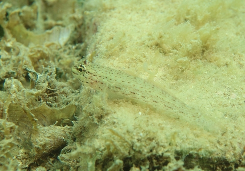 Gobius bucchichi