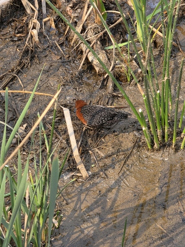 iNaturalist image