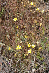 Hesperomecon linearis