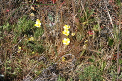 Hesperomecon linearis