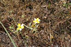 Hesperomecon linearis