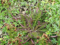 Pedicularis sylvatica