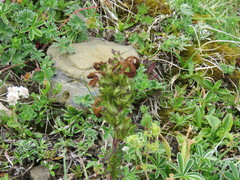 Pedicularis sylvatica