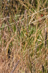 Poa unilateralis