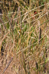 Poa unilateralis