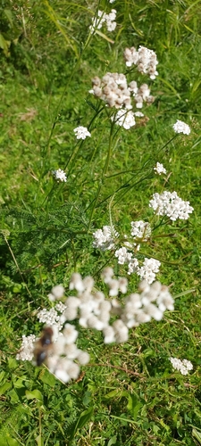 Achillea collina, photograph 3