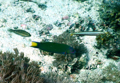 Hologymnosus doliatus