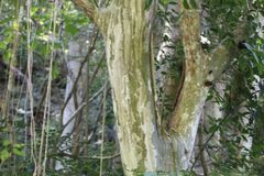 Libidibia sclerocarpa