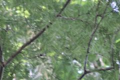 Libidibia sclerocarpa