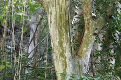 Libidibia sclerocarpa