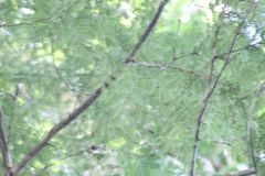 Libidibia sclerocarpa