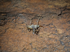 Ceuthophilus secretus