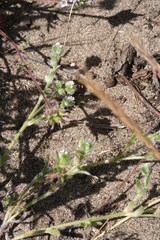 Cryptantha leiocarpa