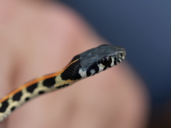 Thamnophis cyrtopsis ocellatus