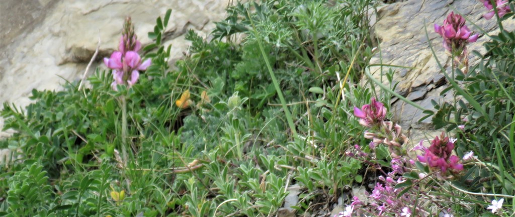 Pipirigallo de los pirineos