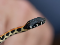Thamnophis cyrtopsis ocellatus