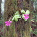 Pinguicula hemiepiphytica - Photo (c) Eusebio Roldán Félix,  זכויות יוצרים חלקיות (CC BY-NC), הועלה על ידי Eusebio Roldán Félix