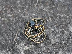 Thamnophis cyrtopsis ocellatus