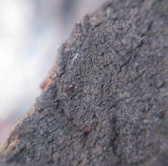 Lepinotus