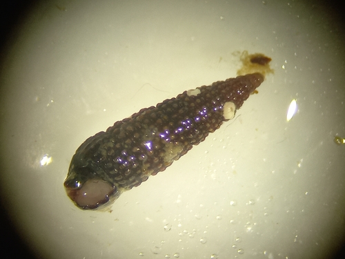 Cerithiopsis observed 2025-08-27