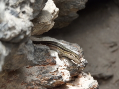 Aspidoscelis angusticeps