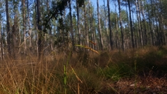 Rhynchospora inexpansa