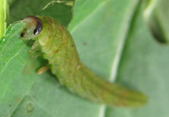 Tenthredo atra