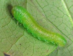 Tenthredo atra